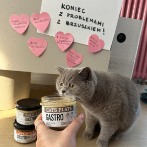 Kot brytyjski krótkowłosy wącha słoik karmy Cats Plate Gastro, trzymany przez dłoń. W tle notatki o zaletach karmy.