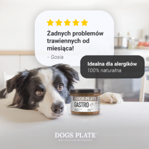 Border Collie rests head on table next to a jar of Dogs Plate Gastro food, with a 5-star review overlay.