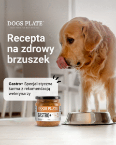Golden retriever oblizuje pysk obok słoika karmy Dogs Plate GASTRO+ i metalowej miski.